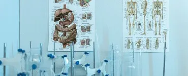 Анатомия, физиология и биомеханика человека. Базовый уровень