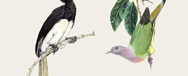 История книжной иллюстрации