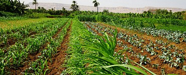 Кормопроизводство