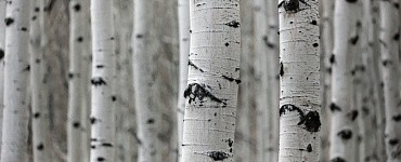 Картины из бересты своими руками