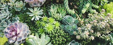 Ландшафтная архитектура и дизайн (144ч)