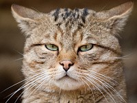 Как избавиться от осенней депрессии