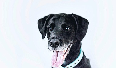 Мастер-класс «Как отучить собаку подбирать пищевой мусор»