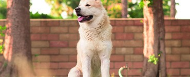 Прокачай IQ своей собаки