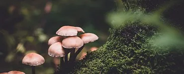 Фунготерапия