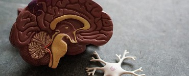 Нервная и гормональная системы