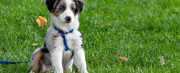 Как приучить щенка к чистоплотности