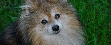 Готов ли ты завести первую собаку?