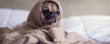 Псё начинается здесь!