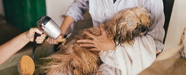 Домашний груминг