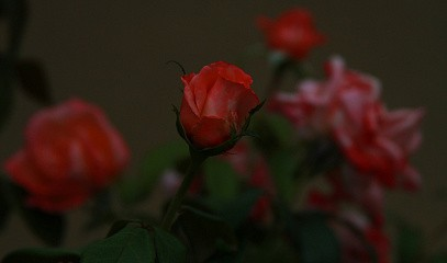 Видеоурок «Как сделать видео из фотографии в нейросети»