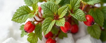 Технологии производства и защиты растений