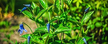 Ландшафтовед