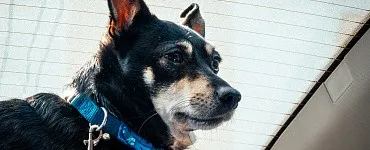 Провисший поводок