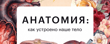 Анатомия: как устроено наше тело