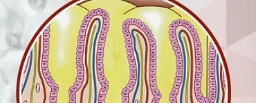 Гистология в схемах и таблицах: Учебное пособие