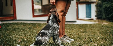 Триггеры и зооагрессия