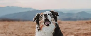 Трюковая дрессировка