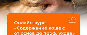 Содержание кошек: от основ до проф. ухода