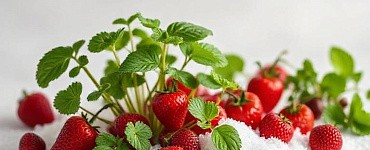 Система семеноводства