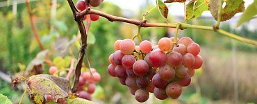 Виноградарство