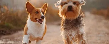 Теперь псе дома