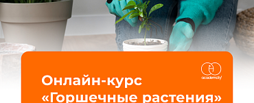 Горшечные растения