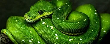 Автоматизированное тестирование на Python