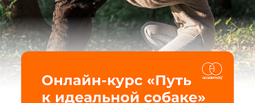 Путь к идеальной собаке