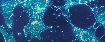 Онлайн курсы ЕГЭ 2024 по биологии в формате АнтиВебинаров