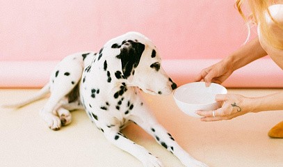 Мастер-класс «Основы кормления взрослых собак»