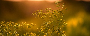 Аюрведа для травников