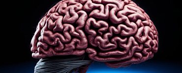 Ловушки мозга: почему мы портим себе жизнь?