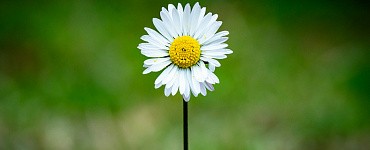 Биогеограф