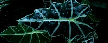 Мастер нейрофотосессии