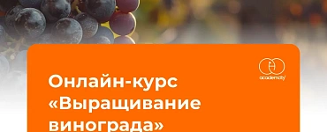 Выращивание винограда
