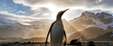 Administrator Linux. Professional