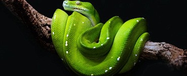 Мидл Python-разработчик