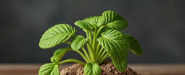 Методология научных исследований в агрономии