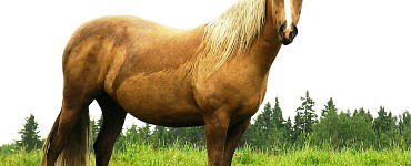 Тренер по конному спорту. Иппотерапевт