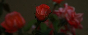 Как сделать видео из фотографии в нейросети