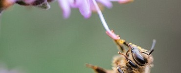 Почему  вымирают пчёлы?