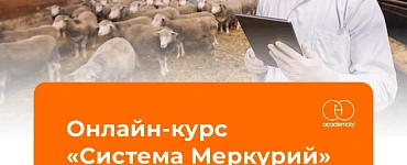 Система Меркурий