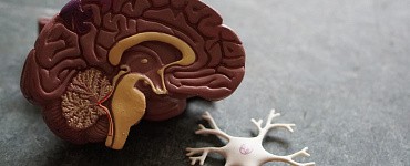 Здоровый и функциональный мозг в любом возрасте