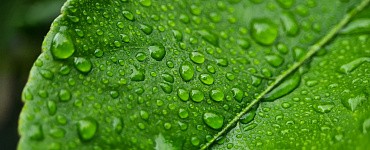 Аэроэкология