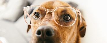 Гигиена: как приучить щенка к наморднику и гигиеническим процедурам