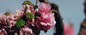 Скажи хеликобактеру СТОП
