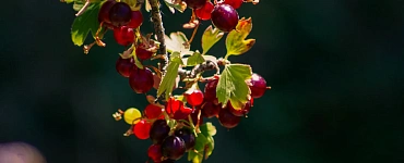 Домашние ликеры и безалкогольные напитки из дикоросов
