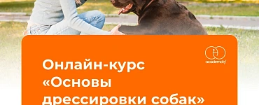Основы дрессировки собак