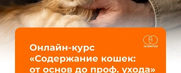 Содержание кошек: от основ до проф. ухода